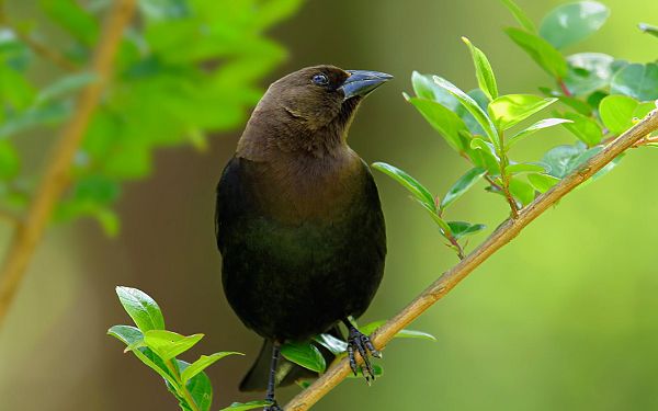 click to free download the wallpaper--Cowbird Images, Standing Firmly on Thin Branch, Green Leaves Around
