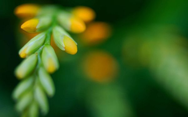 click to free download the wallpaper--Crocosmia Wallpaper, Green Flower in Bud, a Young Little Girl