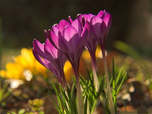 click to free download the wallpaper--Crocus Flower Images, Pink Blooming Flowers, Green Grass Beneath, Incredible Scene