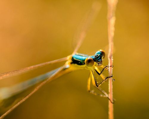 click to free download the wallpaper--Cute Animal Image, Dragonfly Portrait on Yellow Background, is Indeed Impressive