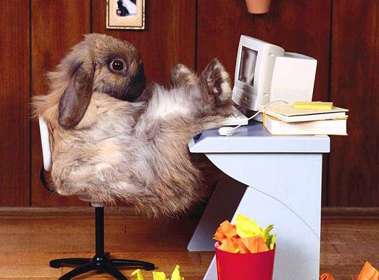 click to free download the wallpaper--Cute Animal Images, Easter Bunny at PC, Shocked Facial Expression, What's Going on?