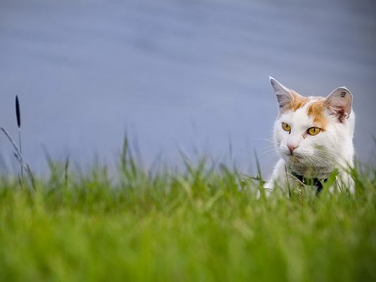 click to free download the wallpaper--Cute Animal Pics, Kitty Among Green Grass, the Peaceful Blue Sea, Comfortable Look