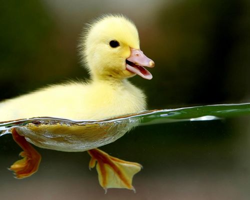 Cute Animal Pics, Yellow Duck on Green Grass, Open Mouth, Amazing Melody