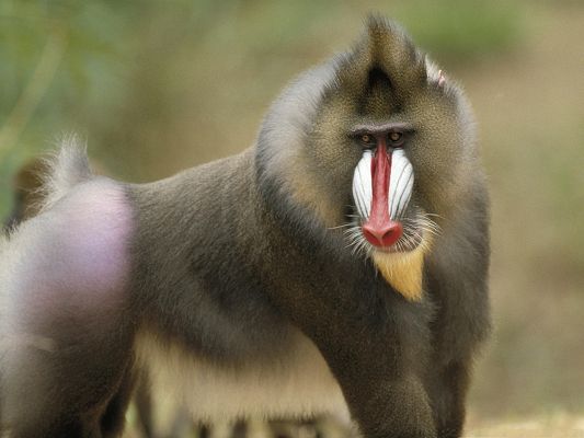 click to free download the wallpaper--Cute Animal Pictures, Mandrill Africa, Smooth Fur and Serious Look, I Am the Princess