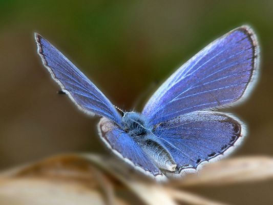 click to free download the wallpaper--Cute Animal Posts, Beautiful Blue Butterfly, Shall Stay Around Long