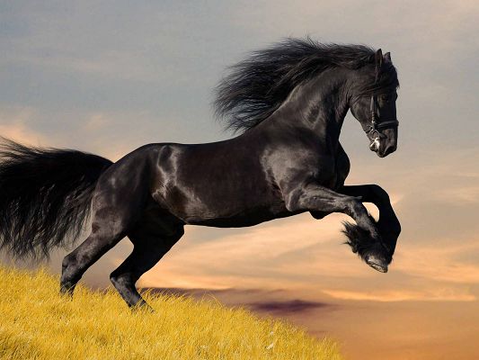 Cute Animals Image, Beautiful Black Horse, Front Feet Raised, the Most Beautiful Move