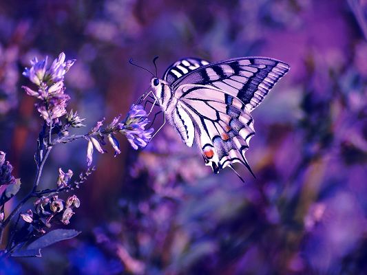 click to free download the wallpaper--Cute Animals Image, Beautiful Butterfly on Flowers, Great Lovers