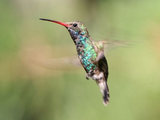 click to free download the wallpaper--Cute Animals Image, Beautiful Hummingbird in the Fly, It Shall Strike a Deep Impression