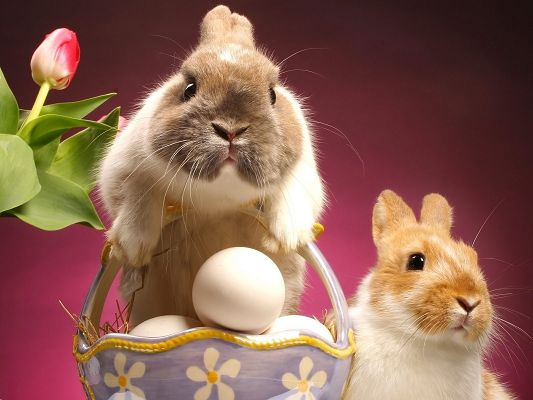 click to free download the wallpaper--Cute Animals Image, Bunnies Snapshot, Easter Eggs, Pink Background