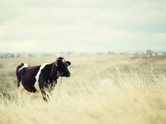 click to free download the wallpaper--Cute Animals Image, Cow on a Field, Clean and Impressive Scene