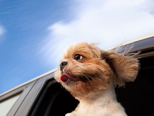 click to free download the wallpaper--Cute Animals Image, Curious Puppy, Head Stretched Out of the Window, Take Care!