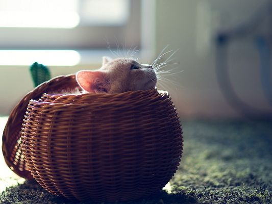 click to free download the wallpaper--Cute Animals Image, Cute Kitten in Basket, I Am Aweaken, Time to Go for a Walk