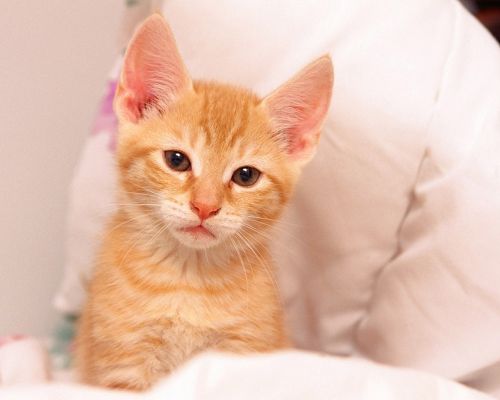 click to free download the wallpaper--Cute Animals Image, Cute Orange Kitten, I am Wondering What Are You Doing Up There?