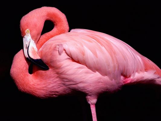 click to free download the wallpaper--Cute Animals Image, Flamingo Posing, Pink to Red Fur, Good-Looking and Impressive