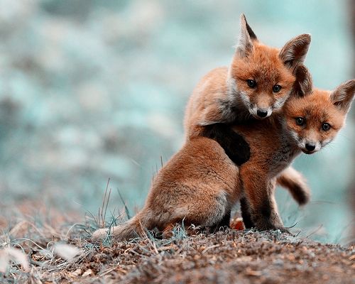 click to free download the wallpaper--Cute Animals Image, Fox Puppies, Loving Each Other, Both Looking at the Screen