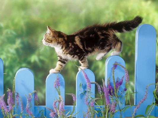 click to free download the wallpaper--Cute Animals Image, Kitty Walking on Blue Fences, Slow and Steady, Enjoying the Nature Scene