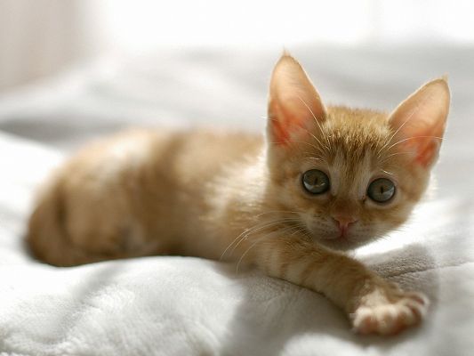 click to free download the wallpaper--Cute Animals Image, Orange Kitten, Can't Believe Someone is Breaking in, Private Room