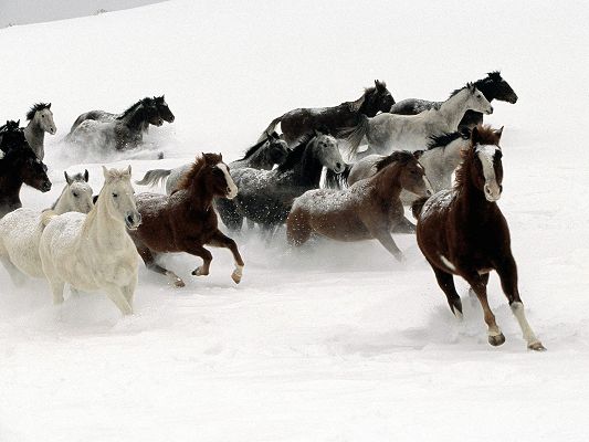 click to free download the wallpaper--Cute Animals Image, a Group of Horses in the Snow, Great Steps, Persistent in the Run
