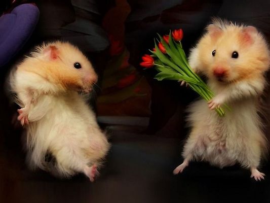 click to free download the wallpaper--Cute Animals Image, a Mouse in Flowers, This is for You, the Other Quite Surprised
