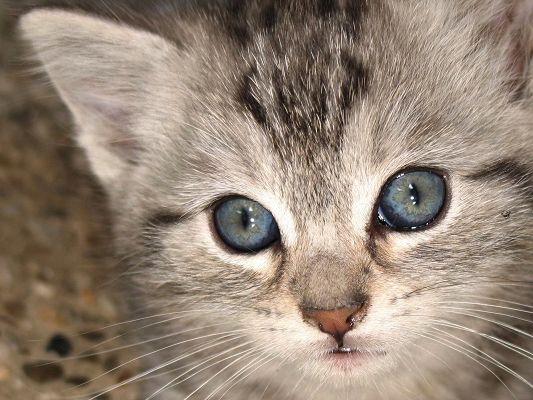 click to free download the wallpaper--Cute Animals Photo, Gray Kitten in Wet Eyes, Are You Going to Cry?