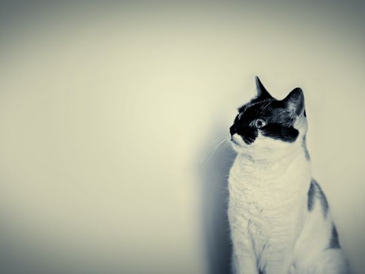 click to free download the wallpaper--Cute Animals Photos, Kitty in Black and White, Unique Face, Impressive Look