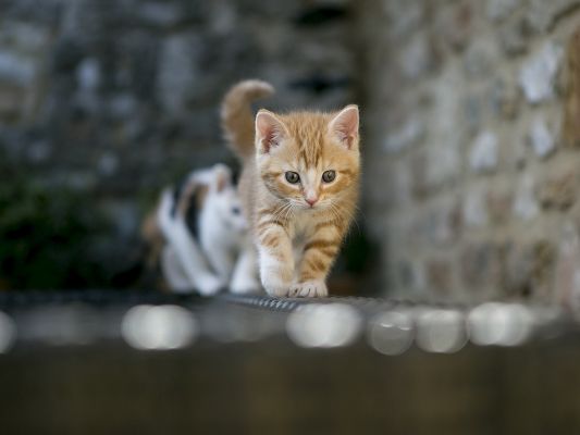 click to free download the wallpaper--Cute Animals Pic, Kittens on Fence, Serious Look, Lowering Down