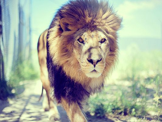 click to free download the wallpaper--Cute Animals Pic, Lion Walking in the Sunshine, Majestic Look