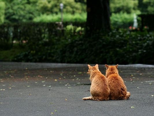 click to free download the wallpaper--Cute Animals Pic, Two Kittens on the Road, Staying Close, We Are the Best Friends