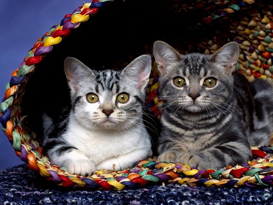 click to free download the wallpaper--Cute Animals Pic, Two Kitties in Basket, Different Colored Furs, Lots of Similarities