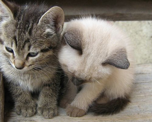 click to free download the wallpaper--Cute Animals Pic, Two Little Kitties Close, Long Fur, Incredible Look
