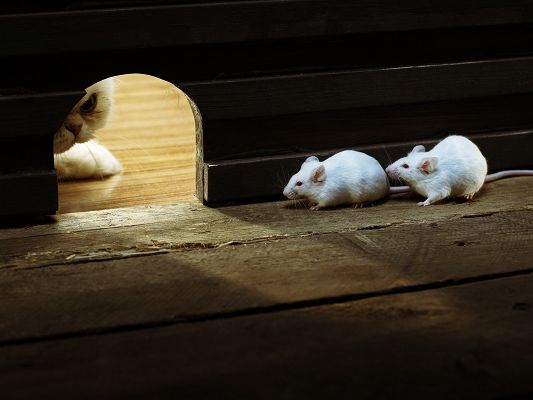 click to free download the wallpaper--Cute Animals Pic, Two Mice About to Go Out of the Home, a Kitten Waiting, Great Danger