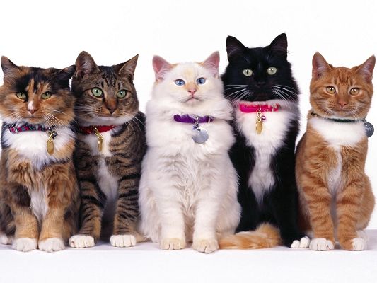 click to free download the wallpaper--Cute Animals Pic, Various Cats Lining Up, Serious and Respected Look