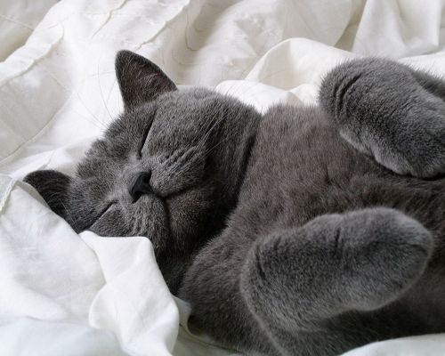 click to free download the wallpaper--Cute Animals Pic, a Gray Kitty Taking a Nap, White Blanket, Want a Kiss from It?