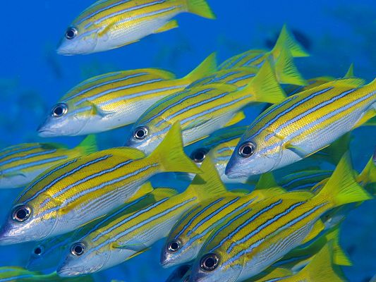 click to free download the wallpaper--Cute Animals Pic, a Group of Fishes in Swim, Colorful and Beautiful