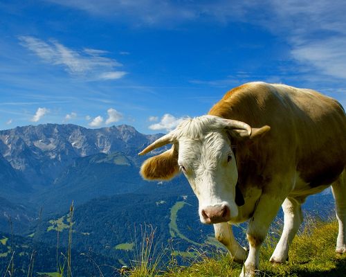 click to free download the wallpaper--Cute Animals Post, Peaceful Cow, the Blue Sky, Shall Strike a Deep Impression