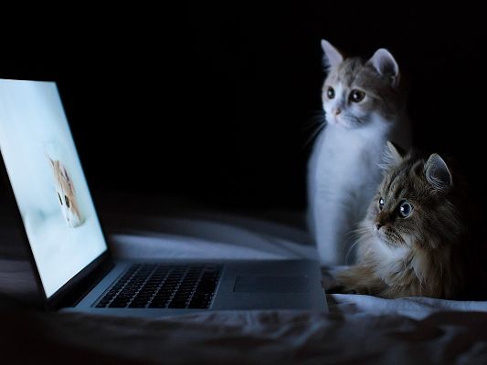 click to free download the wallpaper--Cute Animals Post, Tow Surprised Kitties in Front of Apple Macbook, Their Favorite Girl