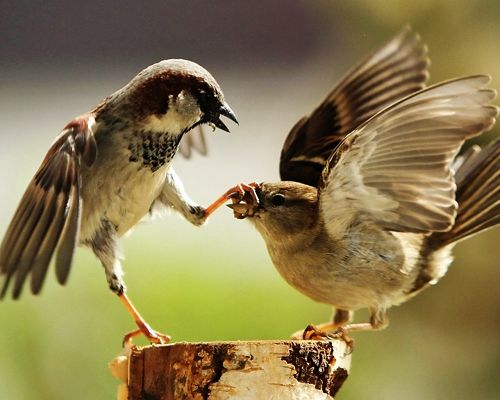 click to free download the wallpaper--Cute Animals Post, Two Birds Close to Each Other, One's Mouth Closed by the Other, Shut Up!