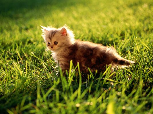click to free download the wallpaper--Cute Animals Poster, Pussy Cat Among Green Grass, Innocent Facial Expression