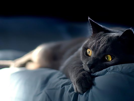 click to free download the wallpaper--Cute Animals Poster, a Gray Kitty on Blue Sheets, Golden Eyesight