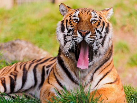 click to free download the wallpaper--Cute Bengal Tiger, Long Face and Tongue, Lying in the Grass 