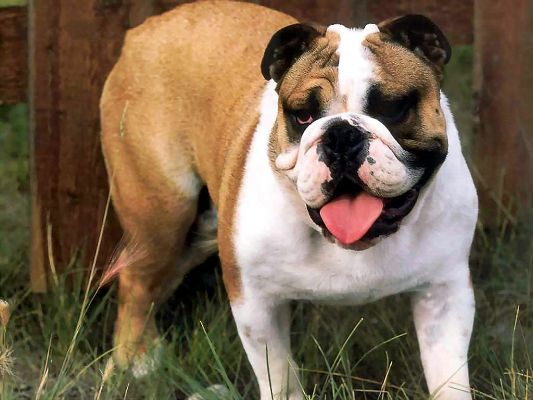 click to free download the wallpaper--Cute Bulldogs Image, Tongue Stretched Out to Release Hotness, Summer Day Outdoor
