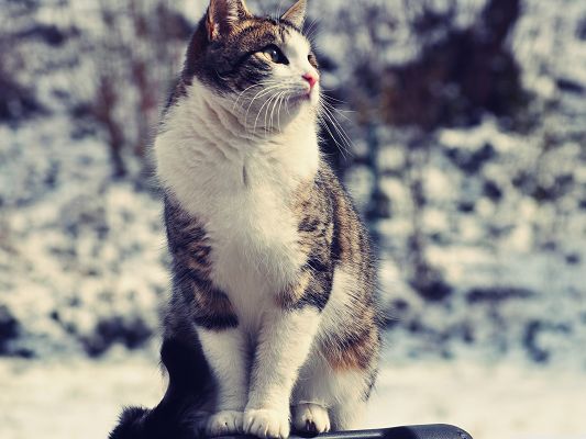 click to free download the wallpaper--Cute Cat Image, Snowcat in Graceful Pose, Like a Lady