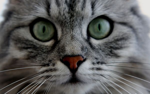 click to free download the wallpaper--Cute Cat Photo, Kitten Close up, Green Eyes and Gray Fur