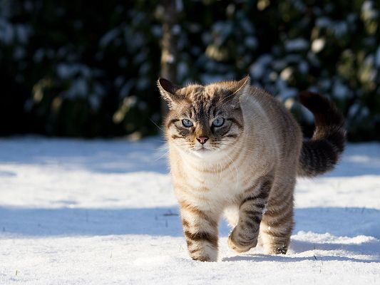 click to free download the wallpaper--Cute Cat Photography, Kitten in the Snow, Strong Legs as Support