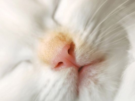 click to free download the wallpaper--Cute Cat Photography, White Cat's Nose Portrait, What a Cutie!