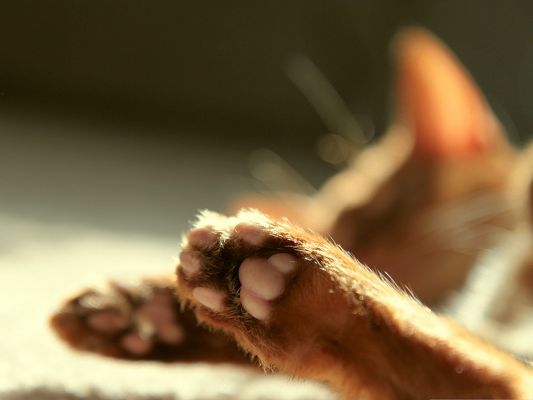click to free download the wallpaper--Cute Cat Photos, Kitten's Cute Paws, Soft and Smooth Feel