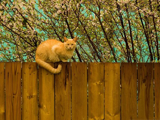 click to free download the wallpaper--Cute Cats Image, Ginger Cat Under Flower Tree, Attentive Look