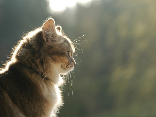 Cute Cats Photography, Kitten in Sunshine Bath, Fuzzy Background