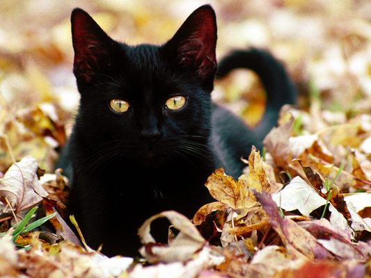 click to free download the wallpaper--Cute Cats Picture, Black Kitten on Brown Leaves, Mysterious and Powerful