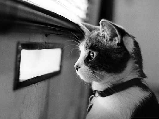 Cute Cats Picture, Kitten Waiting at the Door, Get It Open the Next Second